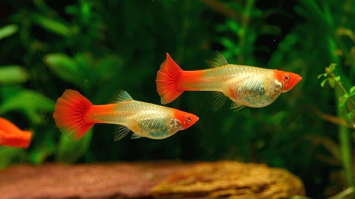 花老虎孔雀魚能長多大 龍魚論壇 第14張 花老虎孔雀魚能長多大 花老虎孔雀魚能長多大 龍魚論壇 第14張