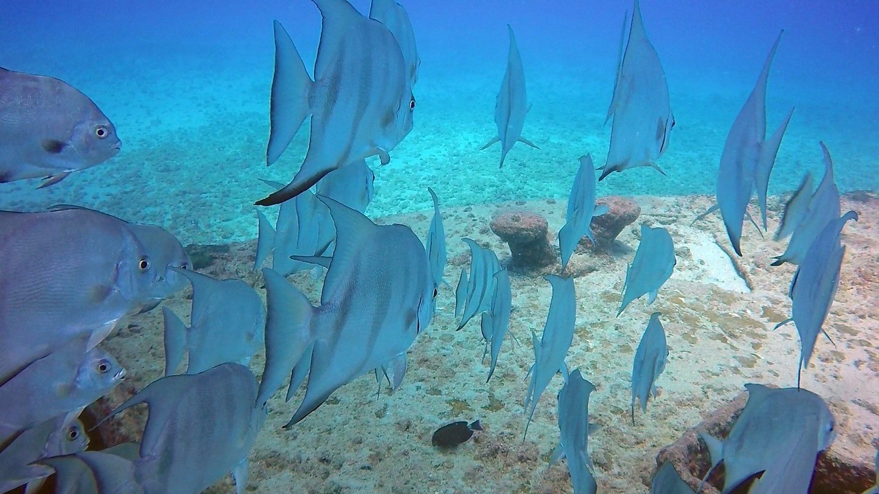 雞西市雞冠區清水灣觀賞魚行(雞西水族館) 全國水族館企業名錄 第2張 雞西市雞冠區清水灣觀賞魚行(雞西水族館) 雞西市雞冠區清水灣觀賞魚行(雞西水族館) 全國水族館企業名錄 第2張