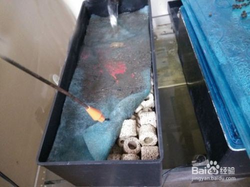 魚缸過(guò)濾棉多久更換一次：魚缸過(guò)濾棉的更換頻率取決于什么？ 魚缸過(guò)濾棉多久更換一次：魚缸過(guò)濾棉的更換頻率取決于什么？ 魚缸百科 第1張