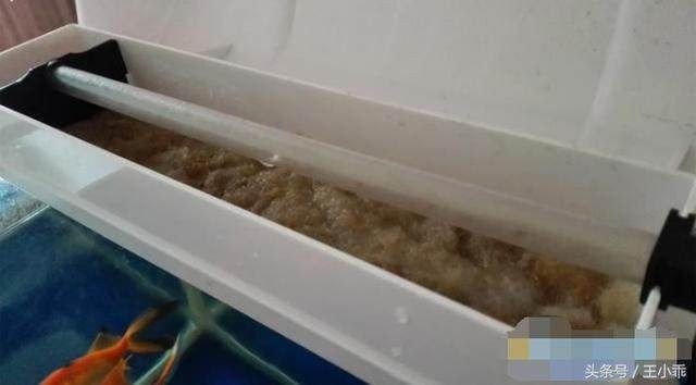 魚缸過(guò)濾棉多久更換一次：魚缸過(guò)濾棉的更換頻率取決于什么？ 魚缸過(guò)濾棉多久更換一次：魚缸過(guò)濾棉的更換頻率取決于什么？ 魚缸百科 第5張