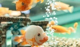 魚缸過(guò)濾棉多久更換一次：魚缸過(guò)濾棉的更換頻率取決于什么？ 魚缸過(guò)濾棉多久更換一次：魚缸過(guò)濾棉的更換頻率取決于什么？ 魚缸百科 第4張