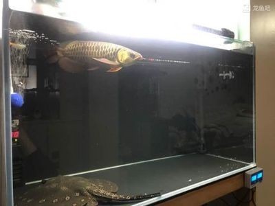 龍魚吧飼養需要一定的專業知識和技巧和技巧和技巧：龍魚吧吧友分享龍魚飼養技巧