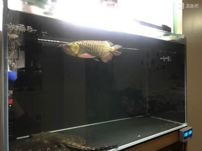 龍魚吧飼養需要一定的專業知識和技巧和技巧和技巧：龍魚吧吧友分享龍魚飼養技巧