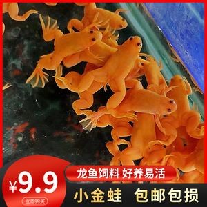 金龍魚吃金蛙有什么好處和壞處嗎：金龍魚吃金蛙有什么好處和壞處