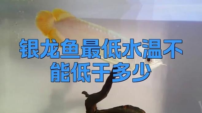 銀龍魚養殖最低需要多少度的水