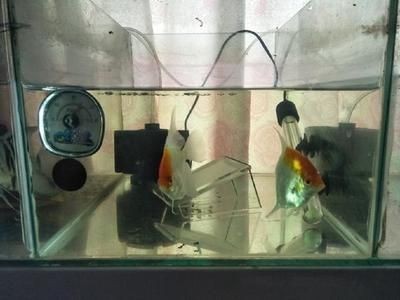 紅綠燈魚缸溫度適宜范圍是多少？：紅綠燈魚對水溫和水質(zhì)的要求較高