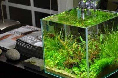 淡水魚缸（淡水魚缸）與海水魚缸的美學對比淡水魚缸：海水魚缸與淡水魚缸的美學對比