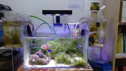 淡水魚缸（淡水魚缸）與海水魚缸的美學對比淡水魚缸：海水魚缸與淡水魚缸的美學對比