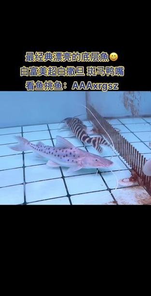 斑馬鴨嘴和龍魚混養好嗎圖片欣賞