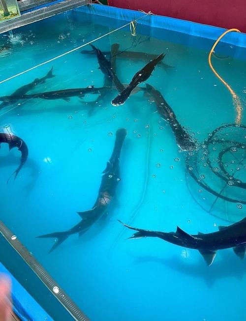 斑馬鴨嘴和龍魚混養好嗎圖片欣賞