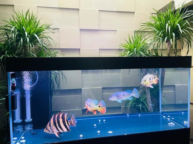 斑馬鴨嘴和龍魚混養好嗎圖片欣賞