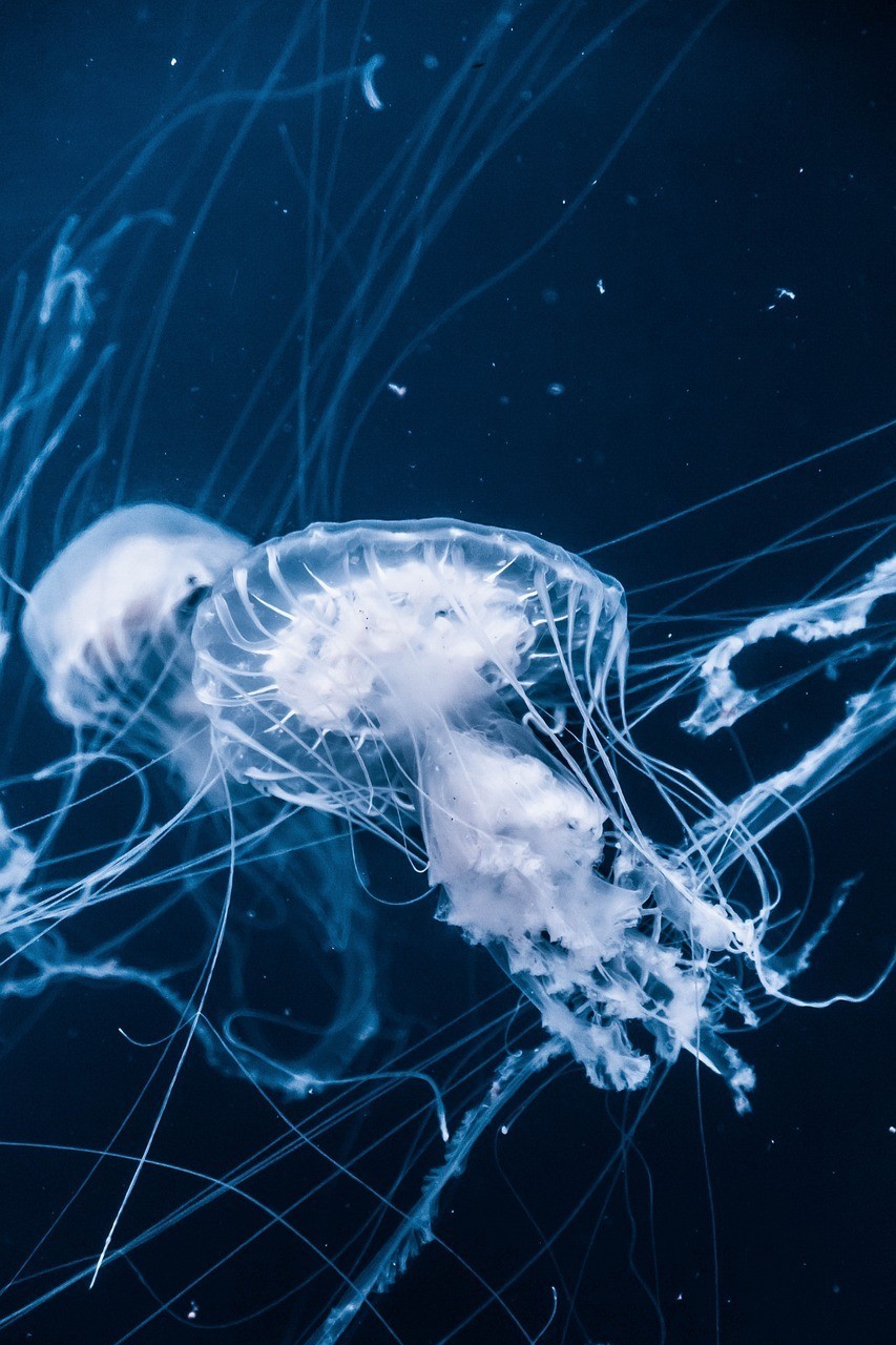 龍魚干蝦有營養嗎 撫順市新撫影龍水族館 (撫順市新撫影龍水族館電話) 全國水族館企業名錄 撫順市新撫影龍水族館 (撫順市新撫影龍水族館電話) 撫順市新撫影龍水族館 (撫順市新撫影龍水族館電話) 全國水族館企業名錄
