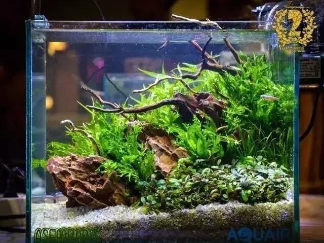 海水觀賞魚缸基本配置圖海水觀賞魚缸基本配置圖：建立一個(gè)海水觀賞魚缸的基本配置