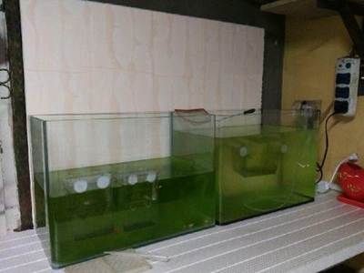 海水觀賞魚缸基本配置圖海水觀賞魚缸基本配置圖：建立一個(gè)海水觀賞魚缸的基本配置