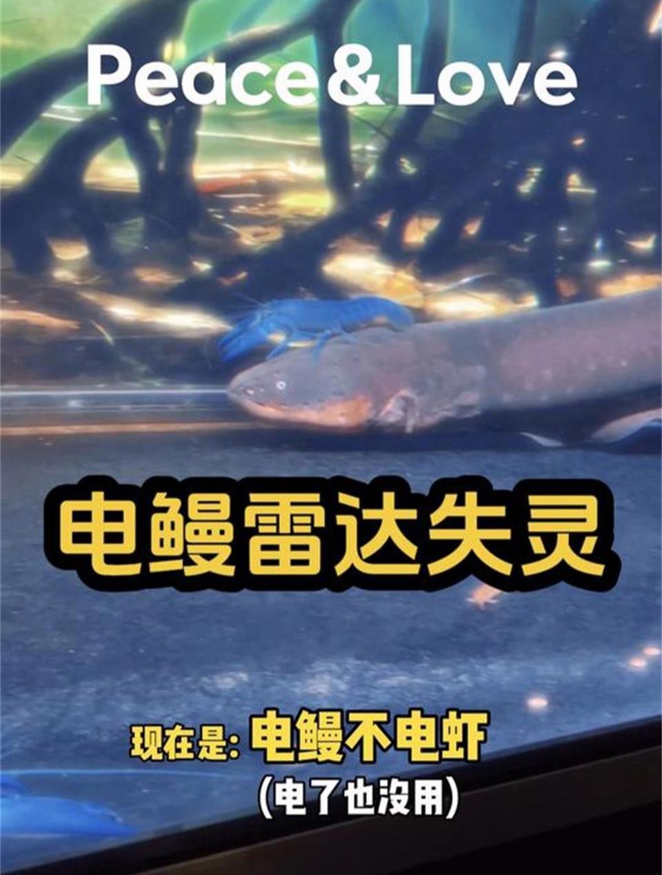 龍魚和電鰻混養會怎樣？