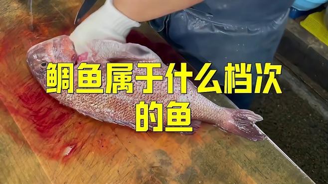 鯛魚什么檔次