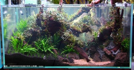 魚缸造景作品（創意魚缸造景作品）