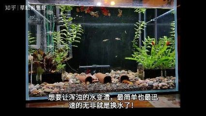 如何預(yù)防龍魚內(nèi)寄感染，如何防止龍魚內(nèi)寄感染 如何預(yù)防龍魚內(nèi)寄感染，如何防止龍魚內(nèi)寄感染 龍魚百科 第2張