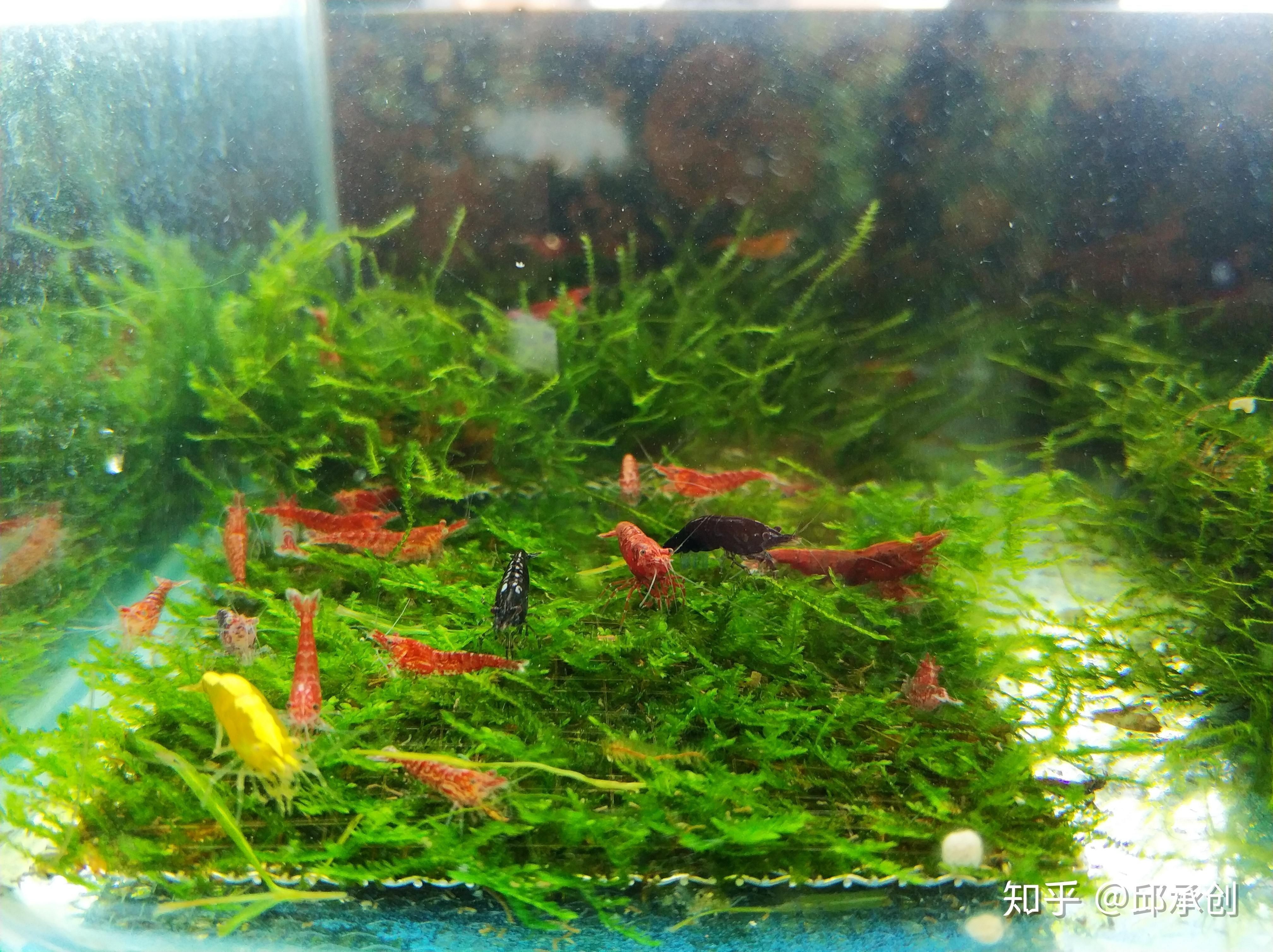 觀賞魚缸水草種類及其特點及其特點及其特點及其特點：常見的觀賞魚缸水草種類及其特點及其特點及其特點