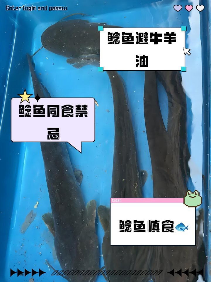 鯰魚相克食物一覽表
