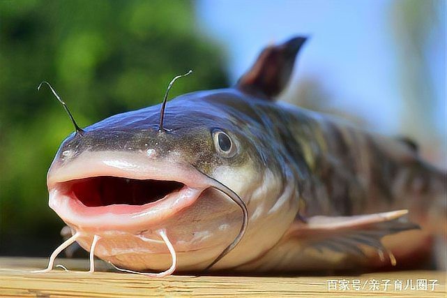 鯰魚相克食物一覽表