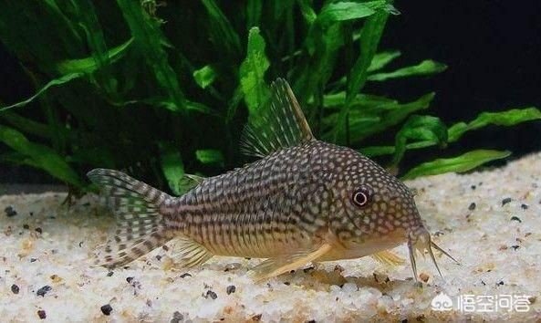 鳳尾魚和什么魚一起養：鳳尾魚可以和什么魚一起養 鳳尾魚和什么魚一起養：鳳尾魚可以和什么魚一起養 魚缸百科 第1張