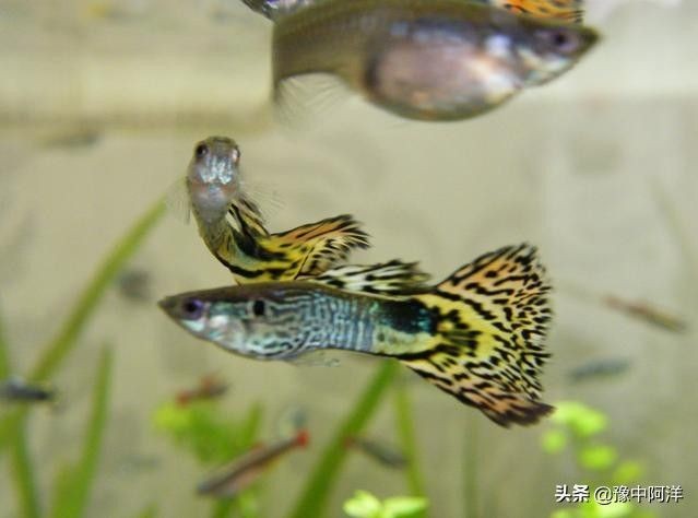 鳳尾魚和什么魚一起養：鳳尾魚可以和什么魚一起養 鳳尾魚和什么魚一起養：鳳尾魚可以和什么魚一起養 魚缸百科 第3張