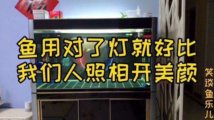 龍魚發色用什么燈好看一點呢：龍魚發色的最佳燈光選擇和使用建議