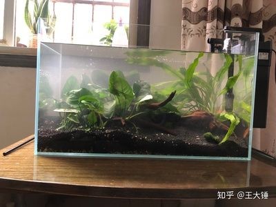 龍魚魚缸寬度多少（龍魚魚缸寬度通常取決于您希望容納的龍魚數(shù)量和魚缸的大小）