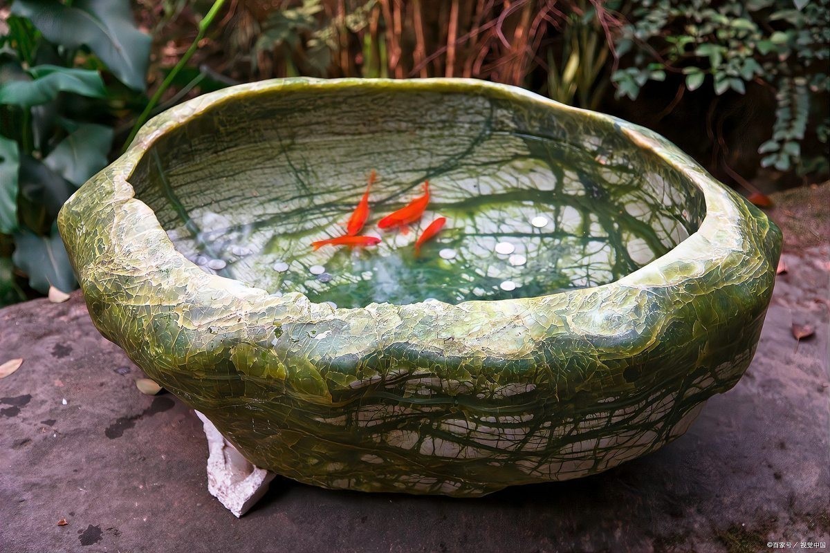 龍魚換缸后多久可以放魚