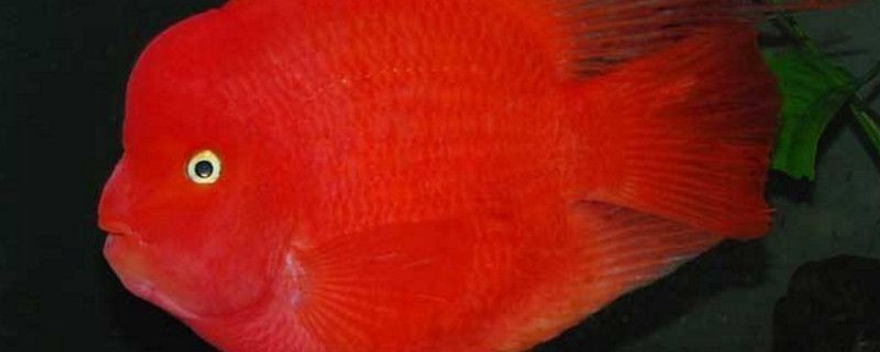 紅龍魚咬財神魚怎么辦：紅龍魚咬財神魚可能有以下幾種原因防止紅龍魚咬財神魚 紅龍魚咬財神魚怎么辦：紅龍魚咬財神魚可能有以下幾種原因防止紅龍魚咬財神魚 龍魚百科 第2張
