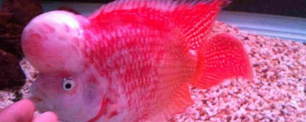紅龍魚咬財神魚怎么辦：紅龍魚咬財神魚可能有以下幾種原因防止紅龍魚咬財神魚 紅龍魚咬財神魚怎么辦：紅龍魚咬財神魚可能有以下幾種原因防止紅龍魚咬財神魚 龍魚百科 第3張