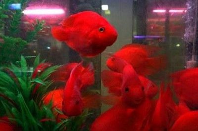 紅龍魚咬財神魚怎么辦：紅龍魚咬財神魚可能有以下幾種原因防止紅龍魚咬財神魚 紅龍魚咬財神魚怎么辦：紅龍魚咬財神魚可能有以下幾種原因防止紅龍魚咬財神魚 龍魚百科 第4張