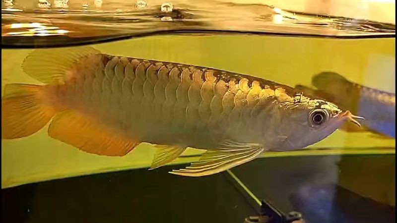 金頭過背金龍魚成長潛力如何？