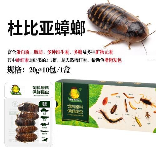金龍魚除了小魚喂還有什么可喂