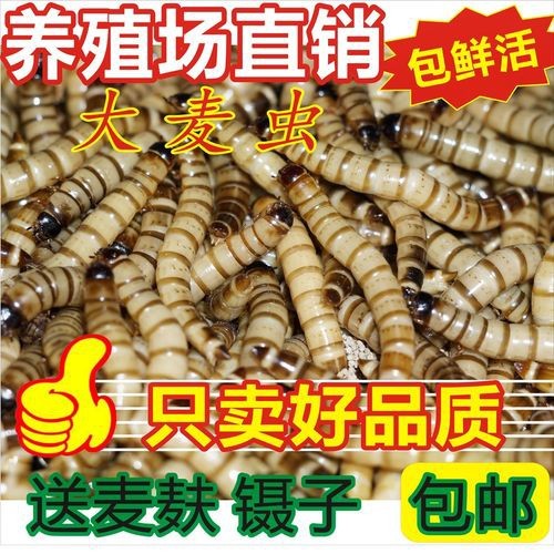 金龍魚除了小魚喂還有什么可喂