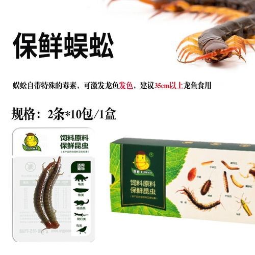 金龍魚除了小魚喂還有什么可喂