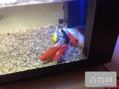 桓臺縣水族養(yǎng)護指南探索如何正確養(yǎng)護魚缸中的水生生物：山東桓臺縣水族館