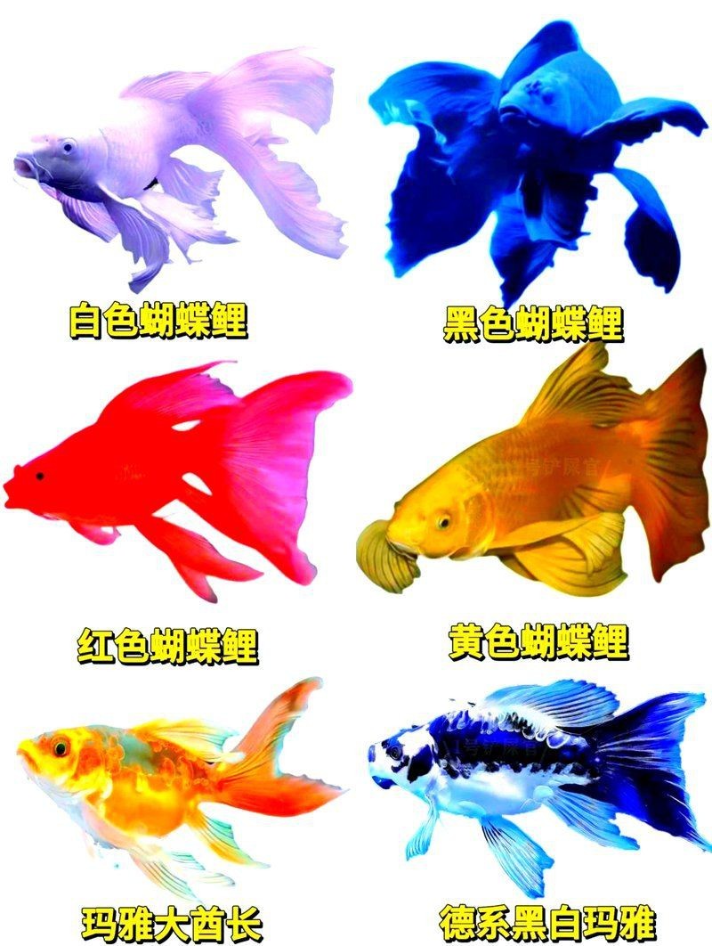 蝴蝶鯉哪個體型最飄逸 龍魚論壇 第1張 蝴蝶鯉哪個體型最飄逸 蝴蝶鯉哪個體型最飄逸 龍魚論壇 第1張