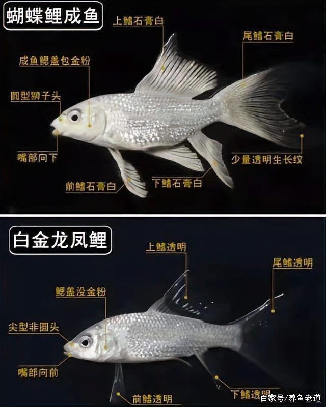 蝴蝶鯉哪個體型最飄逸 龍魚論壇 第5張 蝴蝶鯉哪個體型最飄逸 蝴蝶鯉哪個體型最飄逸 龍魚論壇 第5張