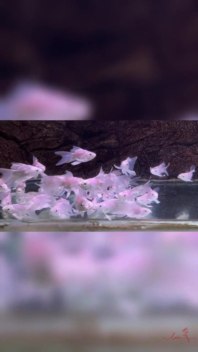 蝴蝶鯉哪個體型最飄逸 龍魚論壇 第9張 蝴蝶鯉哪個體型最飄逸 蝴蝶鯉哪個體型最飄逸 龍魚論壇 第9張