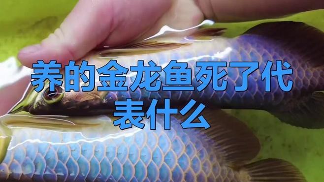 龍魚死亡是否影響風水？