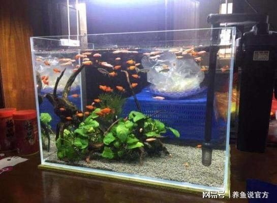 魚(yú)缸有不用換水的嗎圖片欣賞，生態(tài)魚(yú)缸內(nèi)部結(jié)構(gòu)圖解
