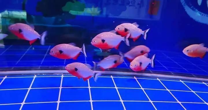 魚(yú)缸有不用換水的嗎圖片欣賞，生態(tài)魚(yú)缸內(nèi)部結(jié)構(gòu)圖解