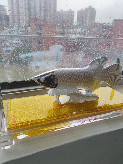 家中金龍魚擺件怎么擺