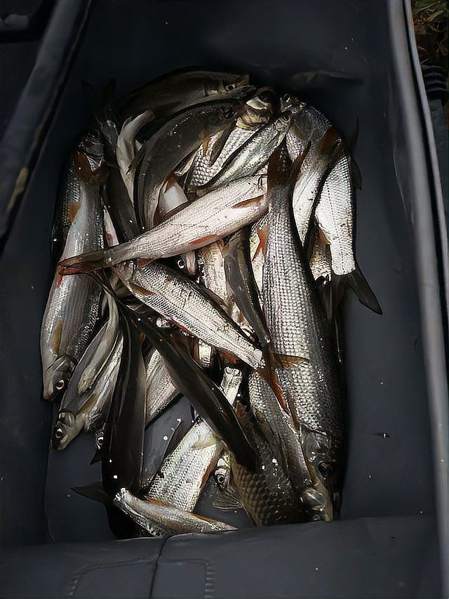 紅梢子是什么魚 紅梢子是什么魚 龍魚論壇 第3張