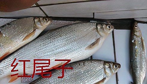 紅梢子是什么魚 紅梢子是什么魚 龍魚論壇 第2張
