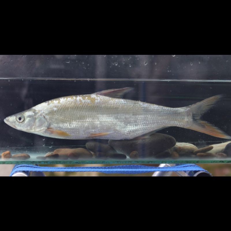 紅梢子是什么魚 紅梢子是什么魚 龍魚論壇 第8張