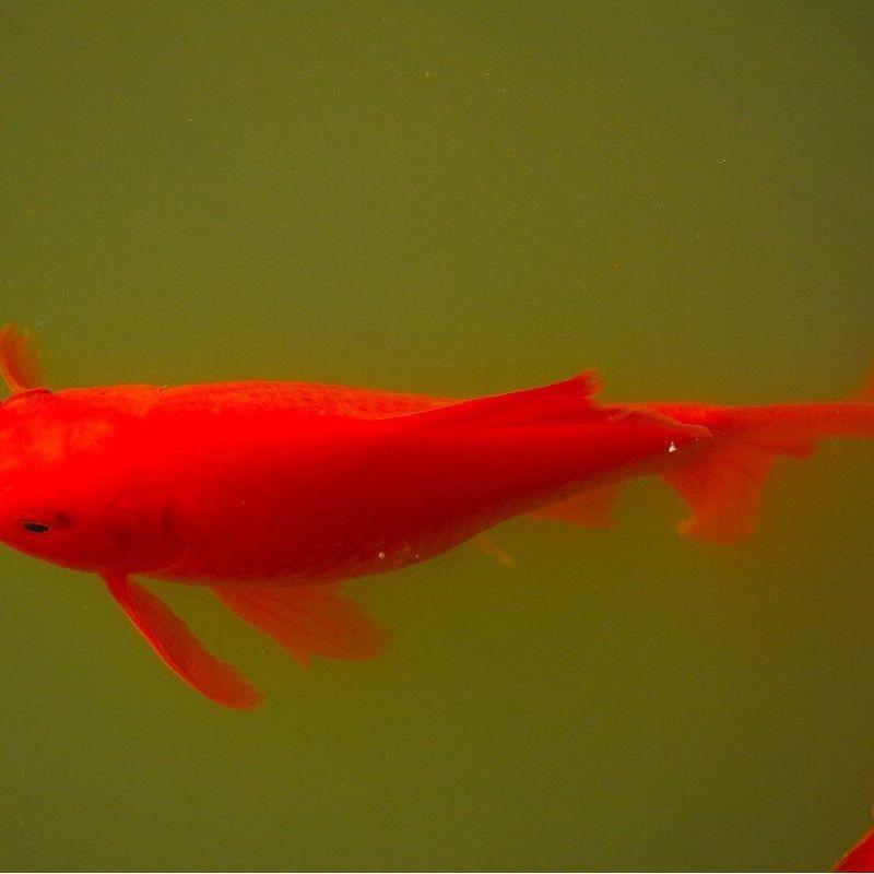 紅梢子是什么魚 紅梢子是什么魚 龍魚論壇 第10張