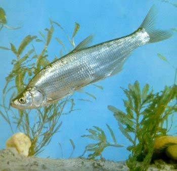 紅梢子是什么魚 紅梢子是什么魚 龍魚論壇 第13張